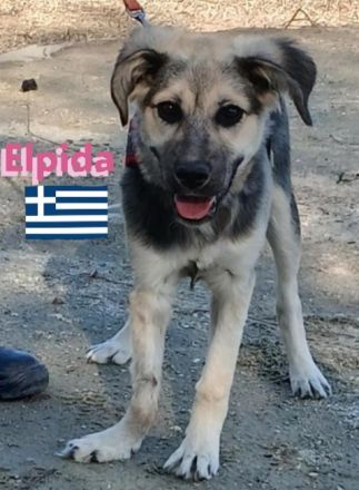 Elpida, 12/24 - kleiner Wirbelwind sucht Familie