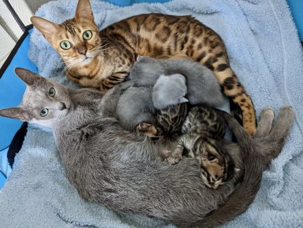 Wunderschöne Russisch Blau-Kitten mit Stammbaum, offizielle Züchter