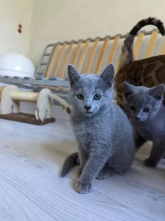 Wunderschöne Russisch Blau-Kitten mit Stammbaum, offizielle Züchter