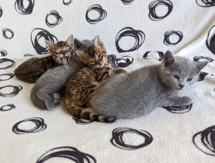 Wunderschöne Russisch Blau-Kitten mit Stammbaum, offizielle Züchter