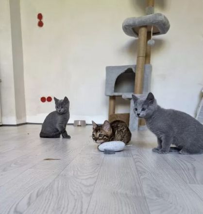 Wunderschöne Russisch Blau-Kitten mit Stammbaum, offizielle Züchter
