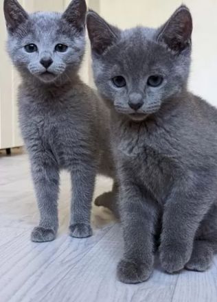 Wunderschöne Russisch Blau-Kitten mit Stammbaum, offizielle Züchter