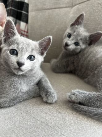 Wunderschöne Russisch Blau-Kitten mit Stammbaum, offizielle Züchter