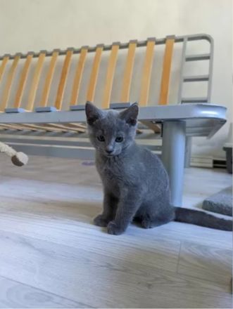 Wunderschöne Russisch Blau-Kitten mit Stammbaum, offizielle Züchter