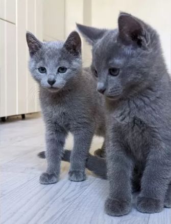 Wunderschöne Russisch Blau-Kitten mit Stammbaum, offizielle Züchter