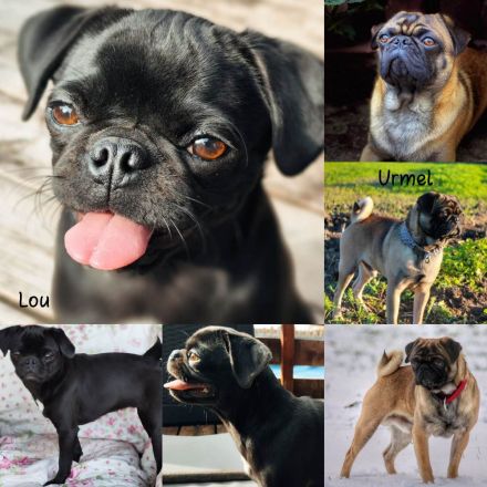 Mops Welpen Altdeutsche Mopszucht