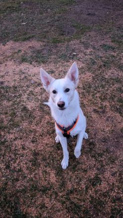 Finn sucht sein Für Immer Zuhause