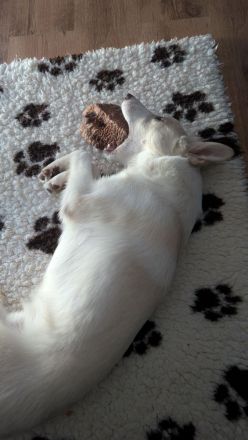 Finn sucht sein Für Immer Zuhause