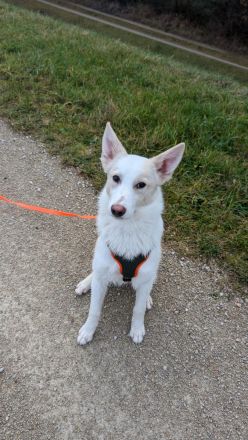 Finn sucht sein Für Immer Zuhause