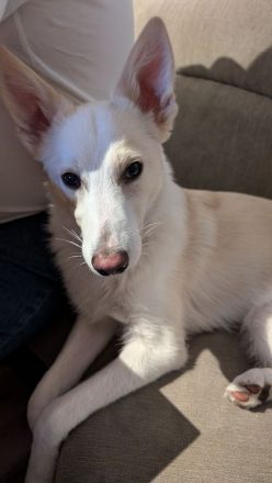 Finn sucht sein Für Immer Zuhause