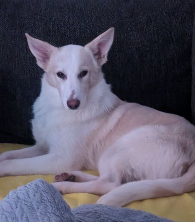 Finn sucht sein Für Immer Zuhause