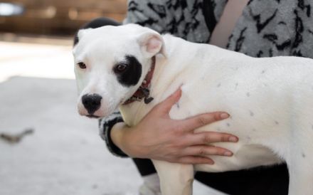 Kämpferin Maria verdient liebevolles Zuhause