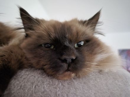 Ragdoll-Katzen-Zwillinge Milo & Balu suchen ein neues Zuhause!