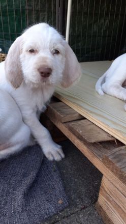 Spinone Italiano Welpen w/o