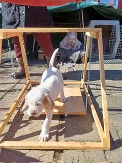 Spinone Italiano Welpen w/o