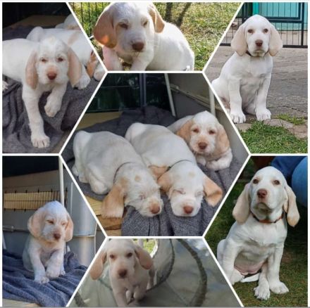 Spinone Italiano Welpen w/o