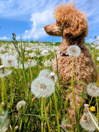 Deckrüde Zwergpudel Kleinpudel, Laboklin, Intern. Champ., Best of Show, etc., rot