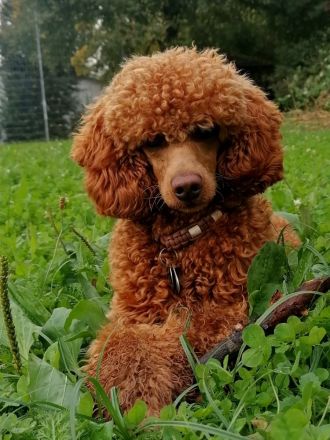 Deckrüde Kleinpudel Zwergpudel, Laboklin, rot, vererbt auch tan, Intern. Champ., Best of Show, etc.