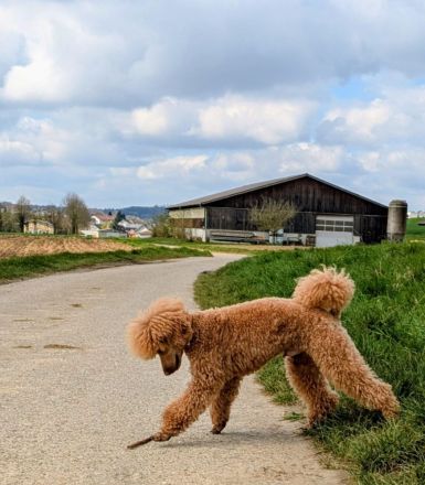 Deckrüde Zwergpudel Kleinpudel, Laboklin, Intern. Champ., Best of Show, etc., rot