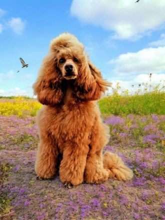 Deckrüde Kleinpudel Zwergpudel, Laboklin, rot, vererbt auch tan, Intern. Champ., Best of Show, etc.