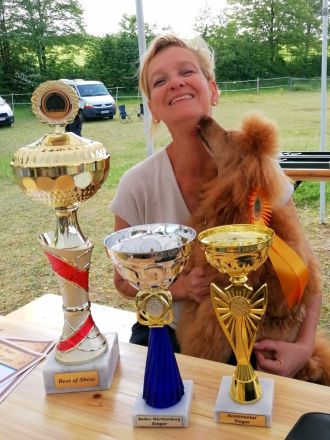 Deckrüde Kleinpudel Zwergpudel, Laboklin, rot, vererbt auch tan, Intern. Champ., Best of Show, etc.