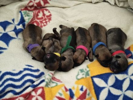 Französische Bulldogge Welpen