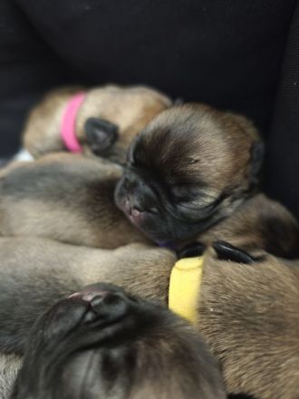 Französische Bulldogge Welpen