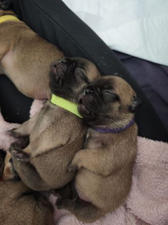 Französische Bulldogge Welpen