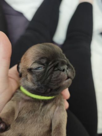 Französische Bulldogge Welpen
