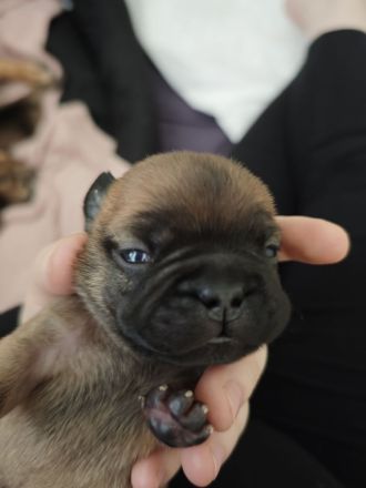 Französische Bulldogge Welpen