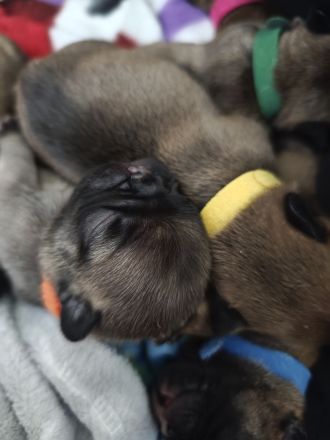 Französische Bulldogge Welpen