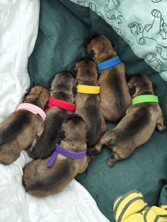 Französische Bulldogge Welpen