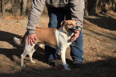 Toffee - ist ein lustiger Typ