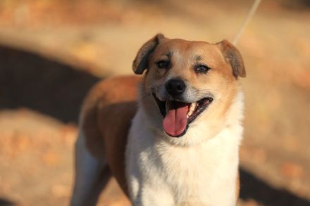 Toffee - ist ein lustiger Typ