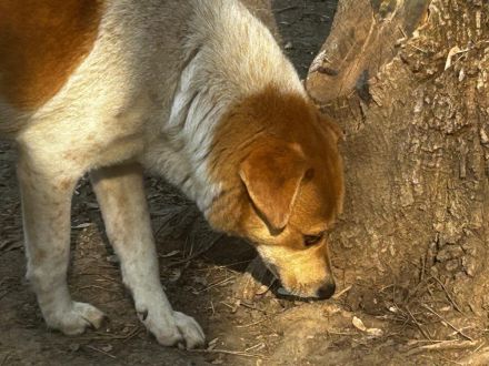 Toffee - ist ein lustiger Typ