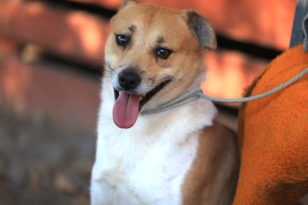 Toffee - ist ein lustiger Typ