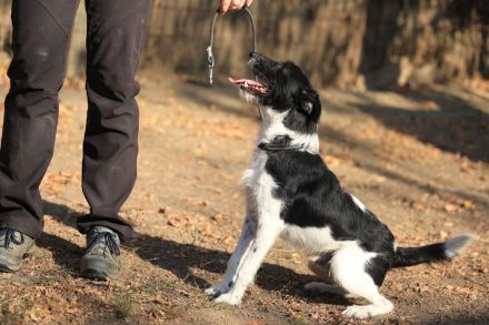 Hummel - kennt wahrscheinlich noch nicht viel von der Welt