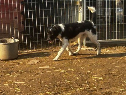 Hummel - kennt wahrscheinlich noch nicht viel von der Welt