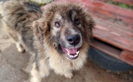 Wuschelbär Woody sucht Familie!