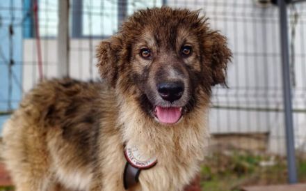 Wuschelbär Woody sucht Familie!