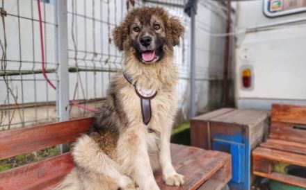 Wuschelbär Woody sucht Familie!