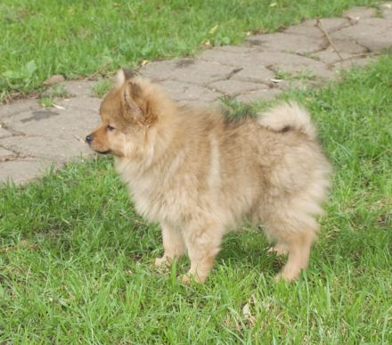 Die Andere Zehnte hat 8 Welpen bekommen!