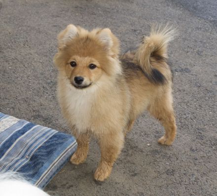 Die Andere Zehnte hat 8 Welpen bekommen!