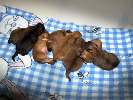 Die Andere Zehnte hat 8 Welpen bekommen!