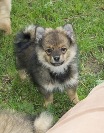 Die Andere Zehnte hat 8 Welpen bekommen!