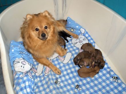 Die Andere Zehnte hat 8 Welpen bekommen!