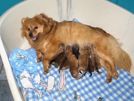 Die Andere Zehnte hat 8 Welpen bekommen!