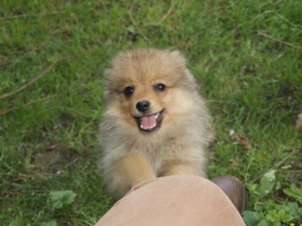 Die Andere Zehnte hat 8 Welpen bekommen!