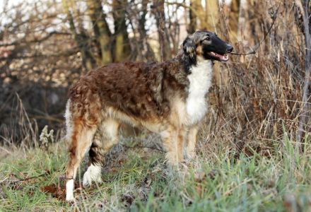 Ich suche ein neues Zuhause für meine liebenswerte Borsoi-Hündin (Russischer Windhund)