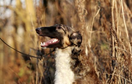 Ich suche ein neues Zuhause für meine liebenswerte Borsoi-Hündin (Russischer Windhund)